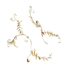 Vicia cracca two branches in ochre, brown, pink and turquoise, wild, meadow herbs, dried flowers. Watercolor botanical illustration, hand drawn. Set of elements isolated from the background.