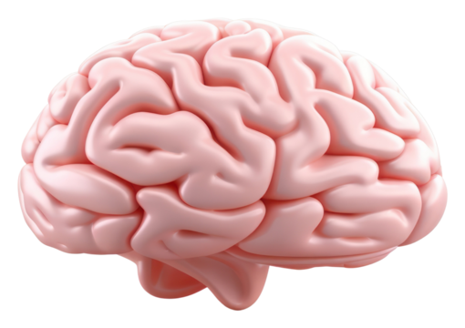 PNG Brain white background freshness medical. - Powered by Adobe