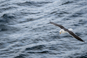 A seagull flying over the North Sea.