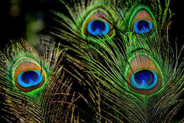close up of peacock feather