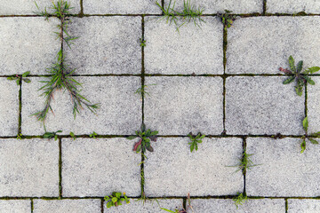 Weathered Concrete Pavers with Grass Growth. A close-up view of weathered concrete pavers with...