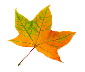 Autumn orange maple leaf with green streaks