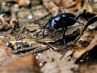A shiny black beetle crawls over dry leaves and twigs, blending into the earthy surroundings.