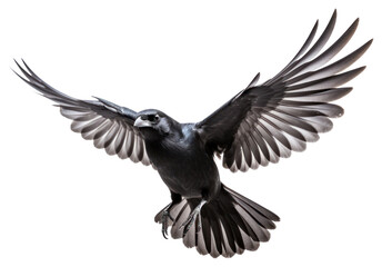 Obraz premium PNG Majestic black bird in flight