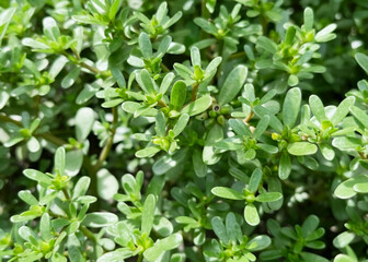blooming Purslane (Portulaca oleracea) growing in the garden