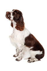 Sad English Springer Spaniel dog taken on at clean white background