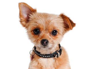 Face of yorkshireterrier dog sitting, isolated on a clean white background