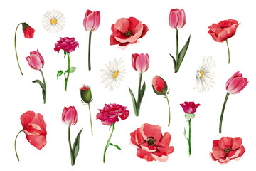 bouquet of tulips flower, red