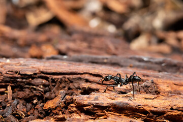 ant on the ground