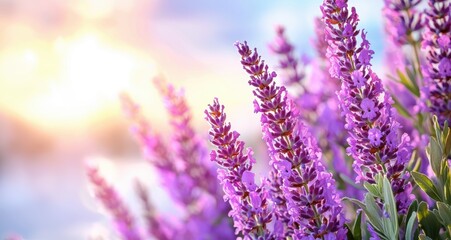 Obraz premium Vibrant lavender field in bloom