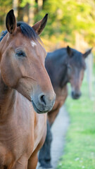 Obraz premium Brown horse in a field of grass. High quality photo