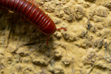 macro of a red centipede on yellow wall