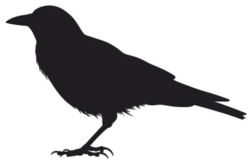 Obraz premium PNG Crow silhouette black bird illustration