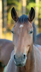 Fototapeta premium Brown horse in a field of grass. High quality photo