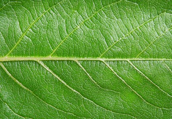 Close-up of a green leaf texture