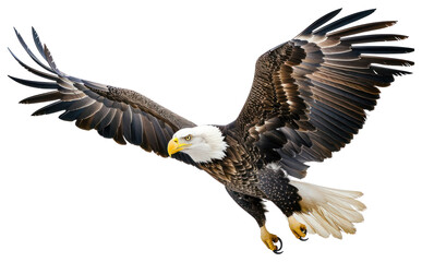 Fototapeta premium PNG Majestic bald eagle in flight
