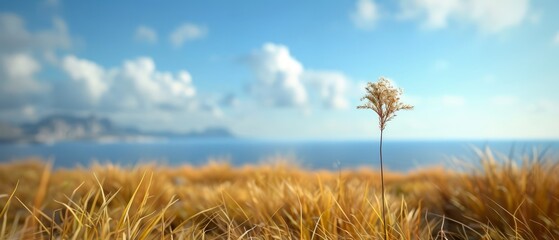  A tight shot of a plant in a field, behind it lies a body of water In the distance, clouds scatter across the sky