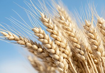Close-up of golden wheat stalks against blue sky