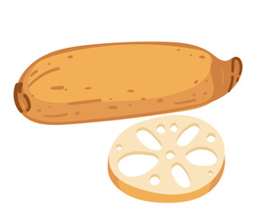 Lotus root whole and slice. Traditional asian plant vegetable. Vector illustration isolated on white background