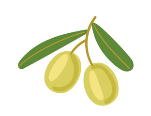 Green olive on a branch with leaves. Simple ripe olives. Mediterranean health food. Vector illustration isolated on white background
