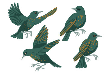 Collection of starling bird. Cartoon animal design, stylized bird with dark green feathers and light spots. Vector illustration isolated on white background