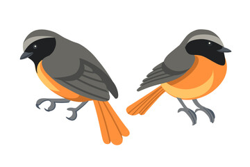 Set of common redstart bird in resting position. Cartoon animal design, stylized bird with grey and orange feathers. Vector illustration isolated on white background