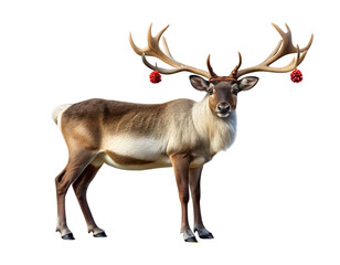 PNG reindeer with antler decoration and red berries transparent