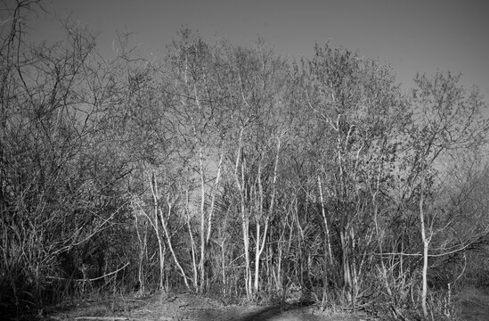 Bare trees, stripped of their leaves, reveal the strength and resilience that remain firm, even in the most arid times. Sometimes, it is in the finest lines and subtlest strokes that we perceive the