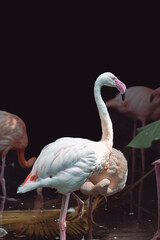 Flamand rose