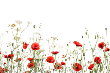 Obraz premium PNG Vibrant wildflowers against white background