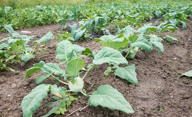 A field of organically grown kohlrabi, selective focus.