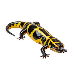 Salamander Isolated on a Transparent Background