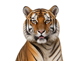 Obraz premium Tiger isolated on a Transparent Background