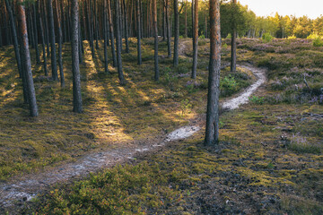 leśna ścieżka w parku narodowym, szlak turystyczny w lesie © af-mar