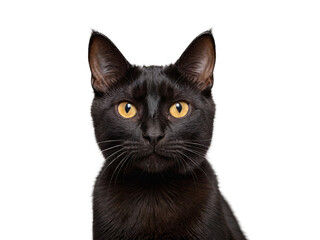 High Quality cat isolated on a transparent background