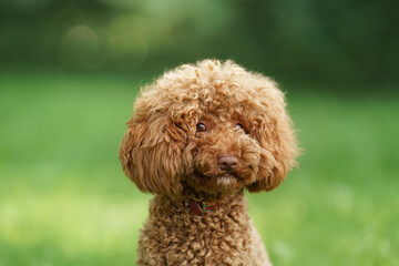A curly-haired poodle sits on the grass, looking curiously at the camera in a sunny park.