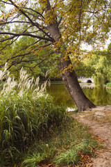 Drzewo w Warszawskim parku późnym latem