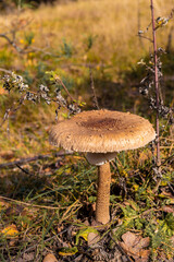 Macrolepiota procera, the parasol mushroom in the forest
