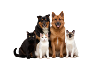 Pets cat and dog isolated on a Transârent background