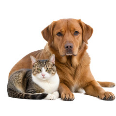 Pets cat and dog isolated on a Transârent background