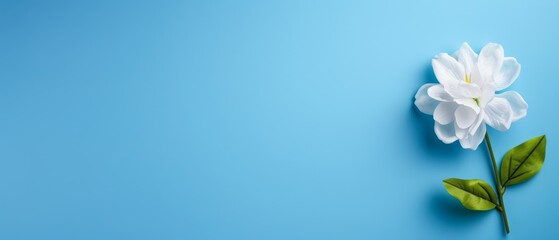 Obraz premium A solitary white bloom atop a verdant green leaf against a backdrop of tranquil blue