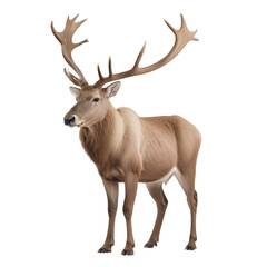 Fototapeta premium Deer isolated on a Transparent Background