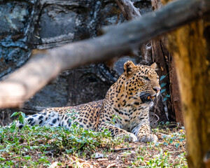 leopard resting on the tree