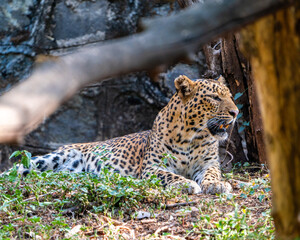 leopard resting on the tree