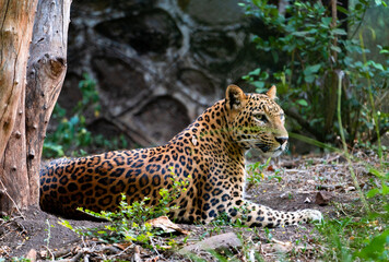 leopard on the rock