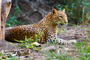 leopard on the rock
