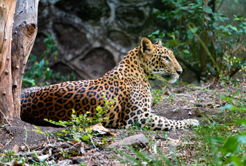 portrait of a leopard