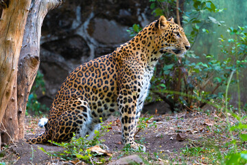 leopard in the tree