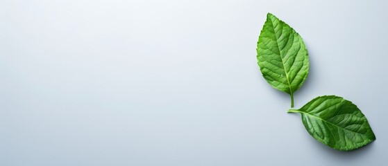  Two green leaves overlapping on a light blue surface One green leaf is on top