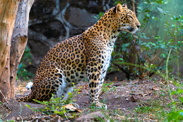 leopard in the tree